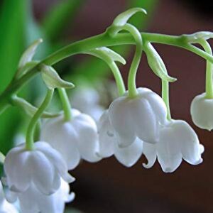 Group logo of Šmarnice