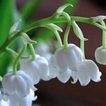 Group logo of Šmarnice